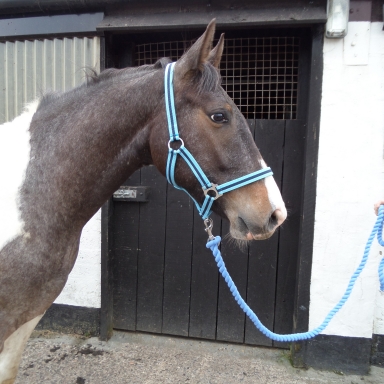 Shires Wessex Nylon Headcollar